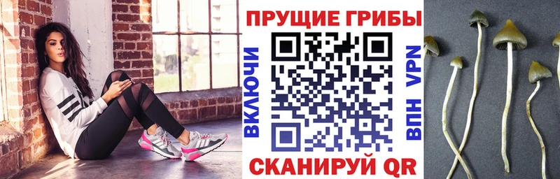 Псилоцибиновые грибы Cubensis где найти Шумиха